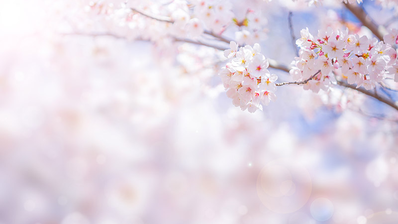 桜の木は桜にしかなれない